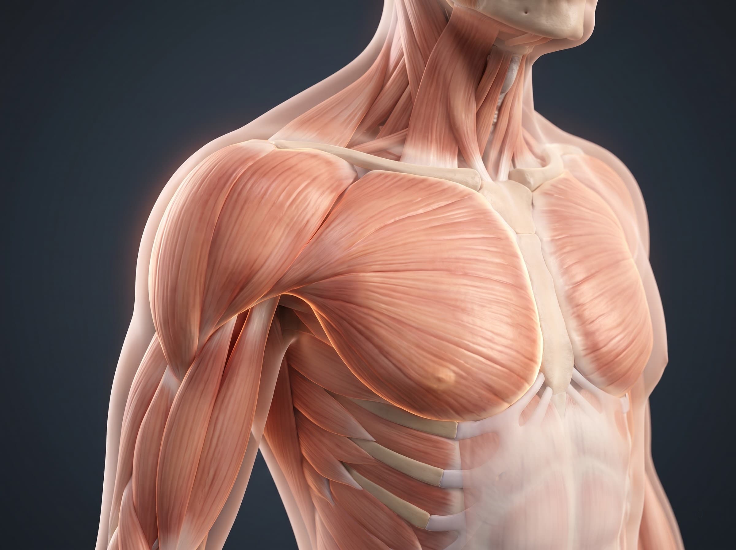 Muscle Gain Diet Plan